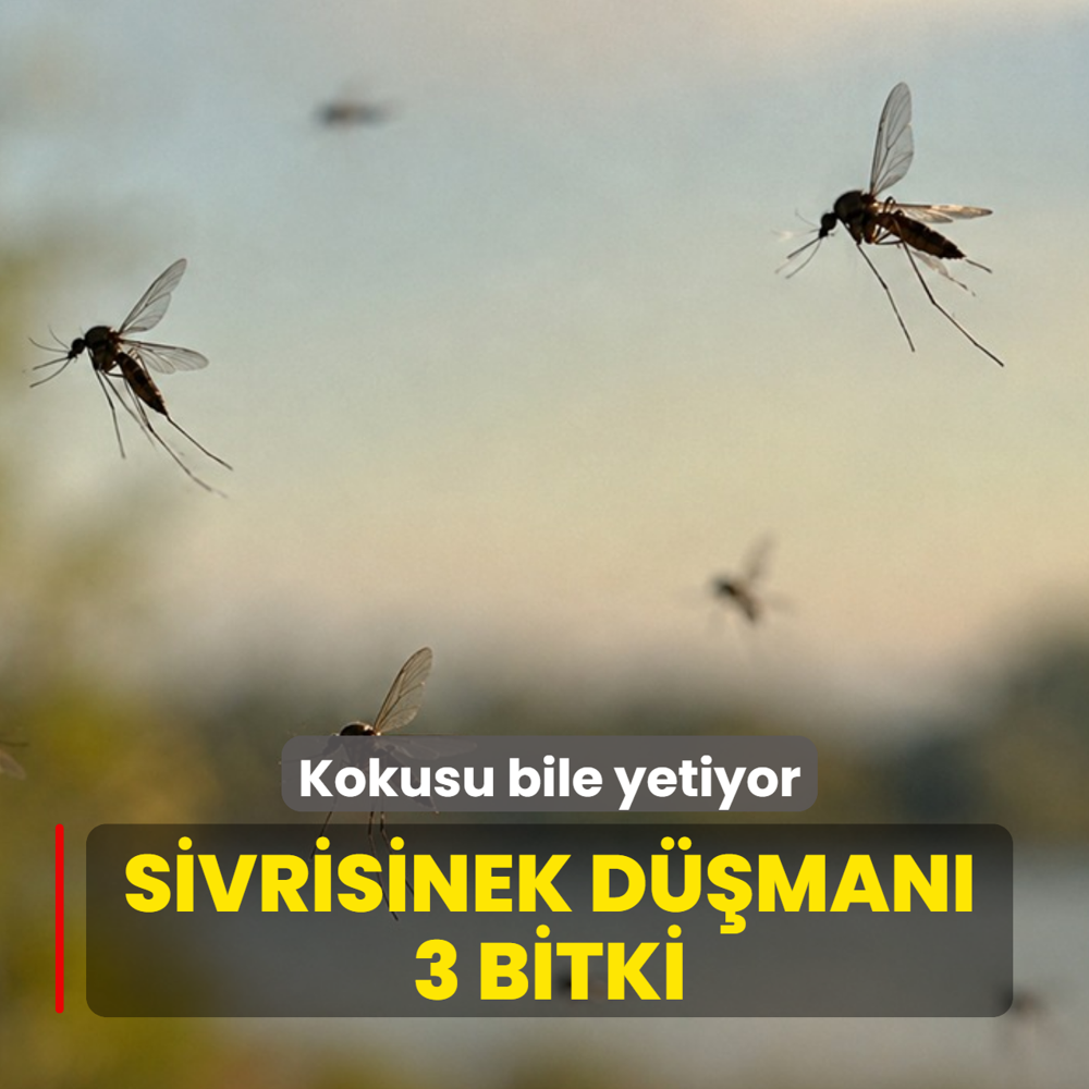 Sivrisinek d��man� 3 bitki: Kokusu bile yetiyor, balkona camlar�n �n�ne koyan kurtuluyor