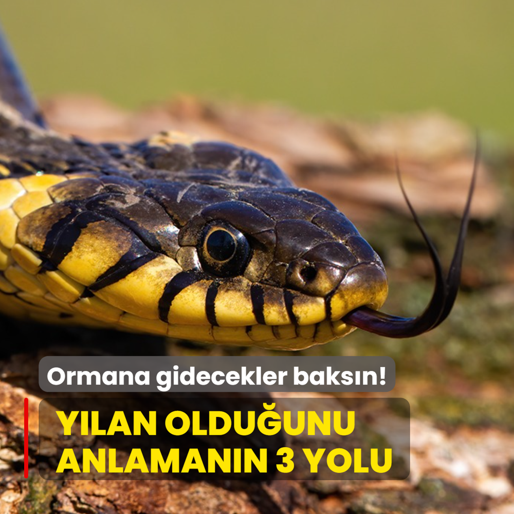Y�lan oldu�unu anlaman�n 3 yolu! Ormana gidecekler baks�n...