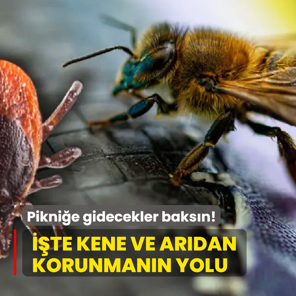 Pikni�e gidecekler baks�n! ��te kene ve ar�dan korunman�n yolu...