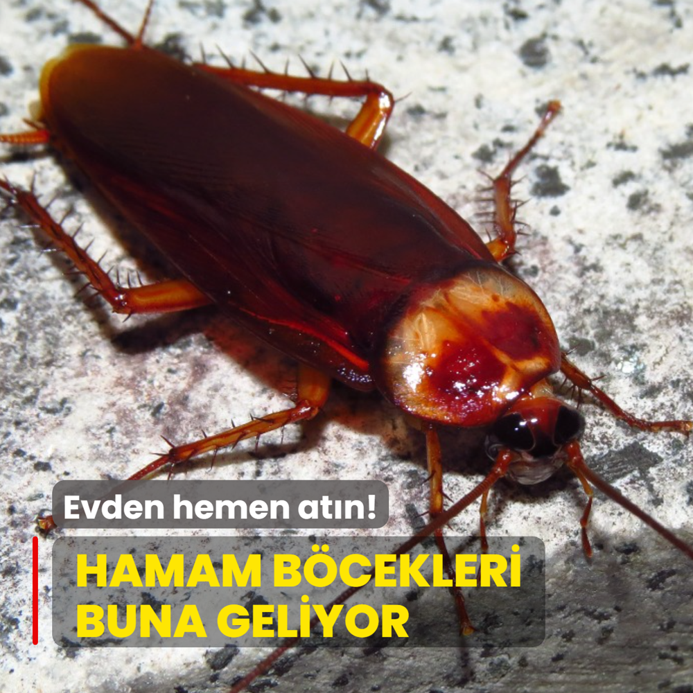 Hamam b�cekleri buradan, buna geliyor! Evden hemen at�n...