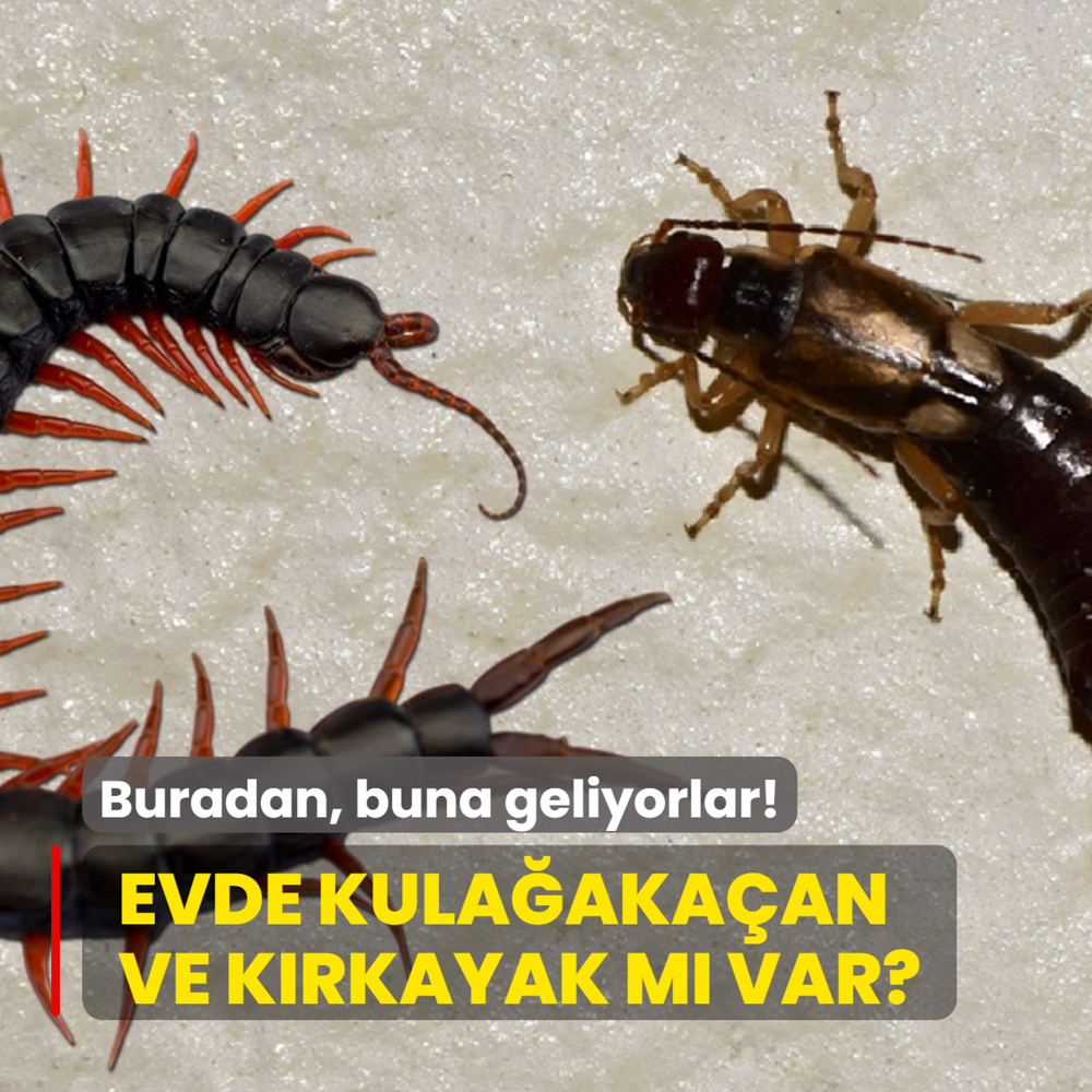 K�rkayak ve kula�aka�an buradan, buna geliyor! Hemen kontrol edin...