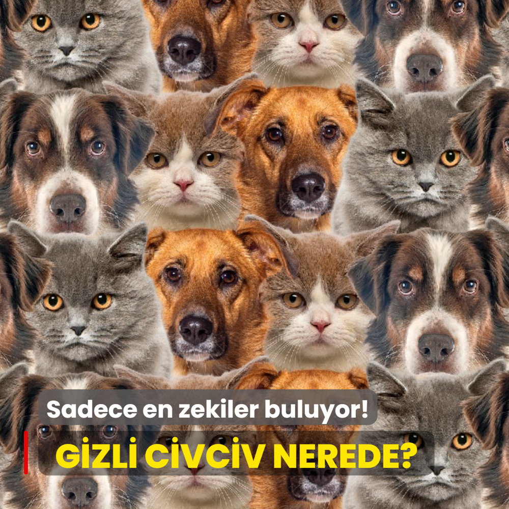 Kedi ve k�peklerin i�indeki civciv nerede? Sadece en zekiler 7 saniyede buluyor