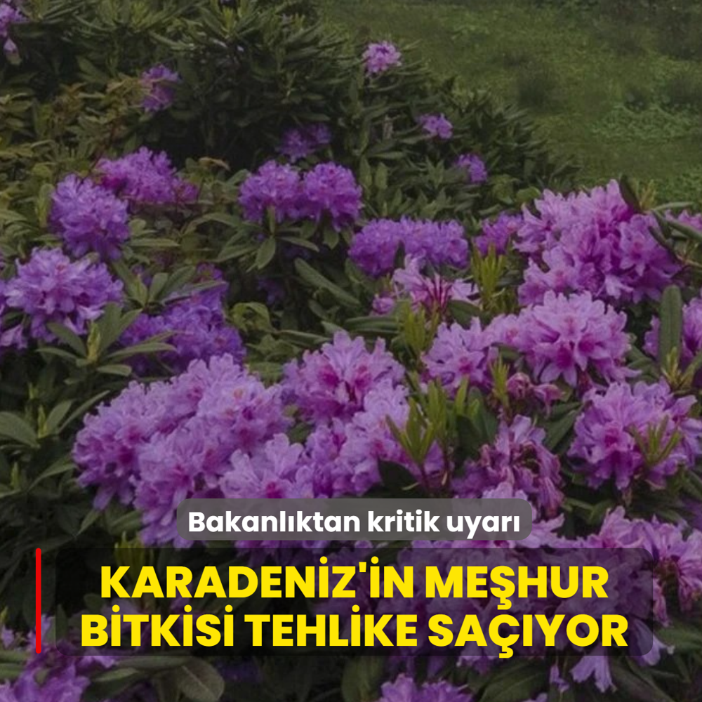 Bakanl�ktan kritik uyar�! Karadeniz'in me�hur bitkisi tehlike sa��yor