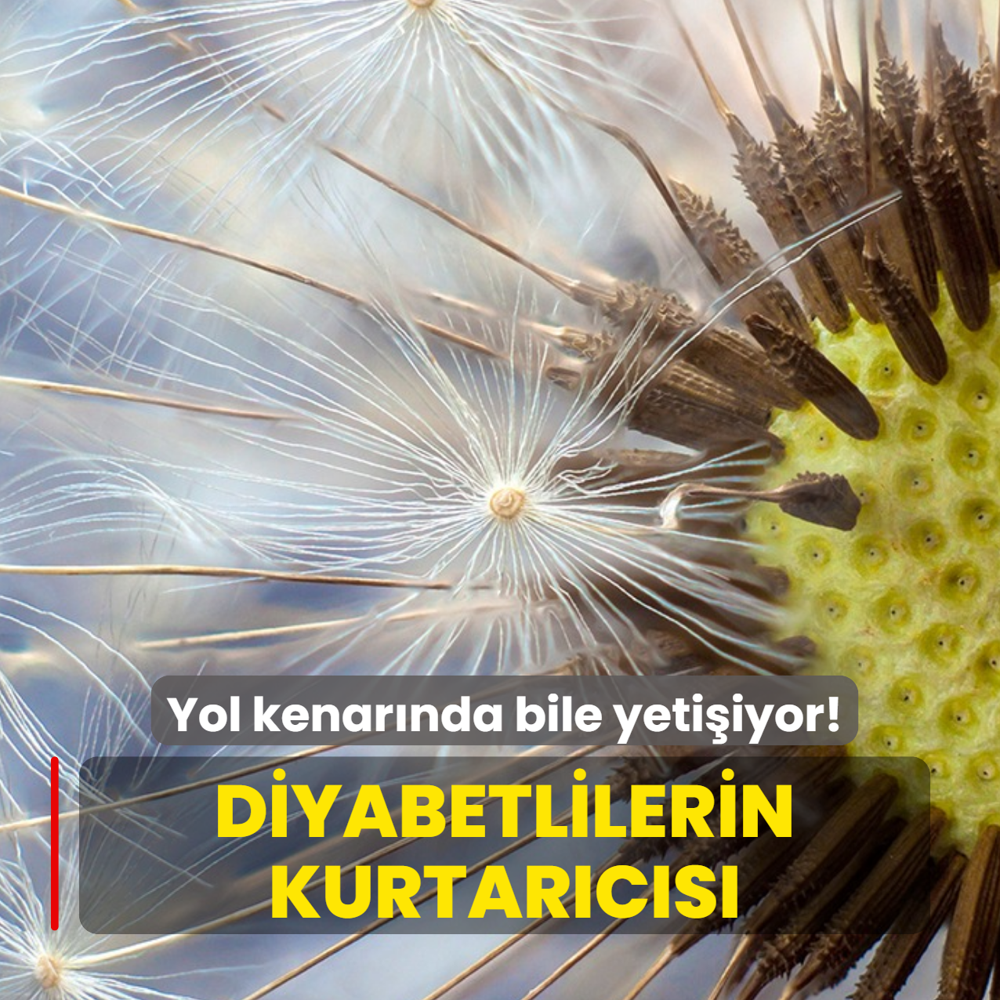 Kimse y�z�ne bakm�yor: Yol kenar�nda bile yeti�iyor! Diyabetlilerin kurtar�c�s�