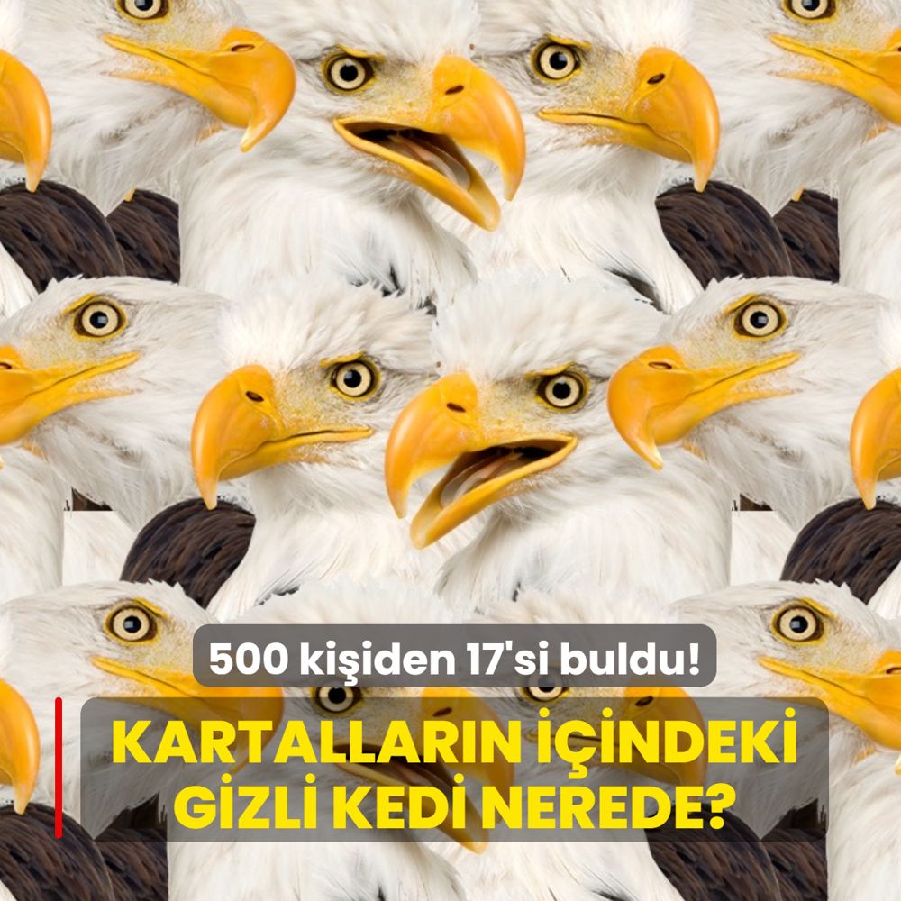 Dikkatliler belli oluyor: Kartallar�n i�indeki kedi nerede? 500 ki�iden 17'si 9 saniyede buldu