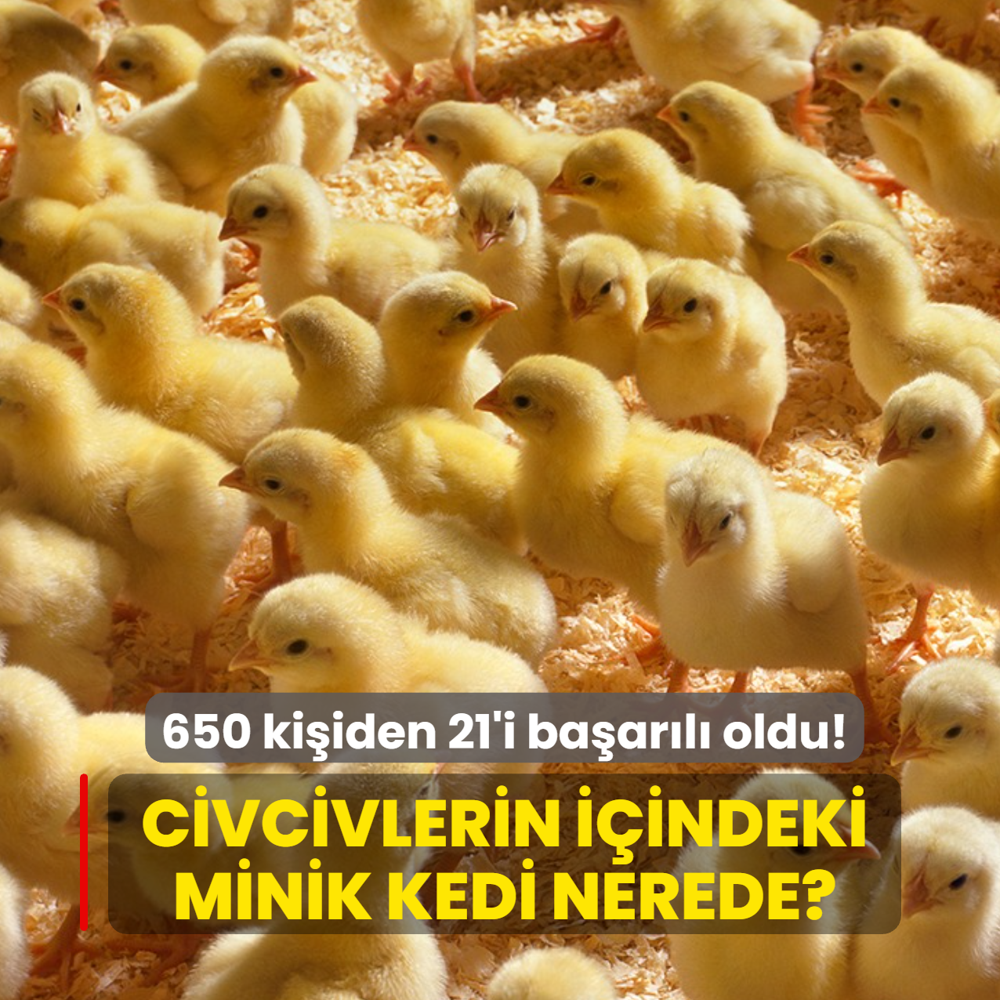 Civcivlerin i�indeki minik kedi nerede? 7 saniyede 650 ki�iden 21'i ba�ar�l� oldu