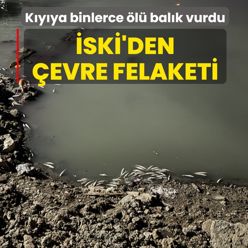 �SK�'den �evre felaketi! K�y�ya binlerce �l� bal�k vurdu