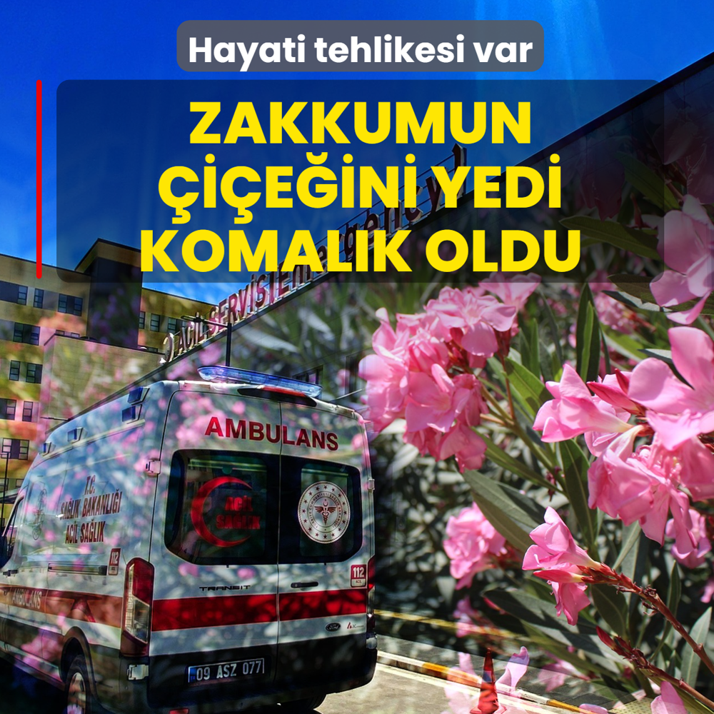 Hayati tehlikesi var! Zakkumun �i�e�ini yedi, komal�k oldu