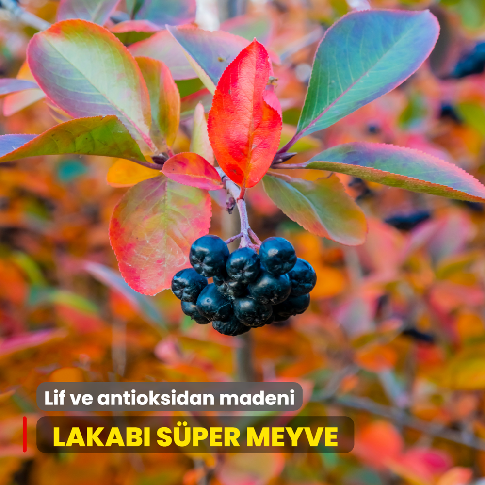 Lakab� s�per meyve: Yulaftan fazla lif, ye�il �ayda fazla antioksidan var