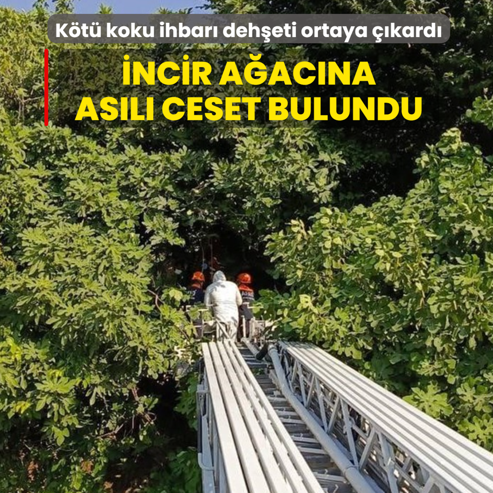 K�t� koku ihbar� deh�eti ortaya ��kard�: �ncir a�ac�na as�l� ceset bulundu