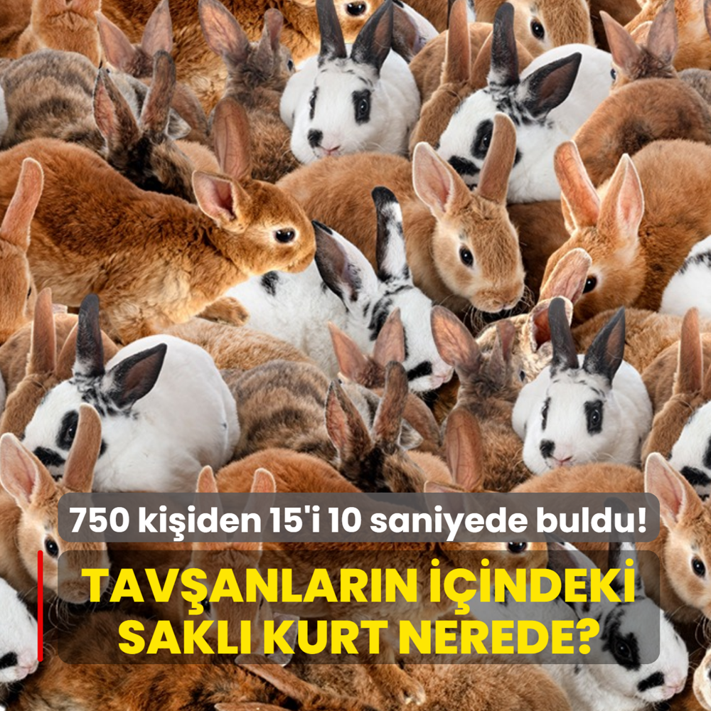 Zeka testi: �ok tav�an var! Sakl� kurt nerede? 750 ki�iden 15'i 10 saniyede buldu