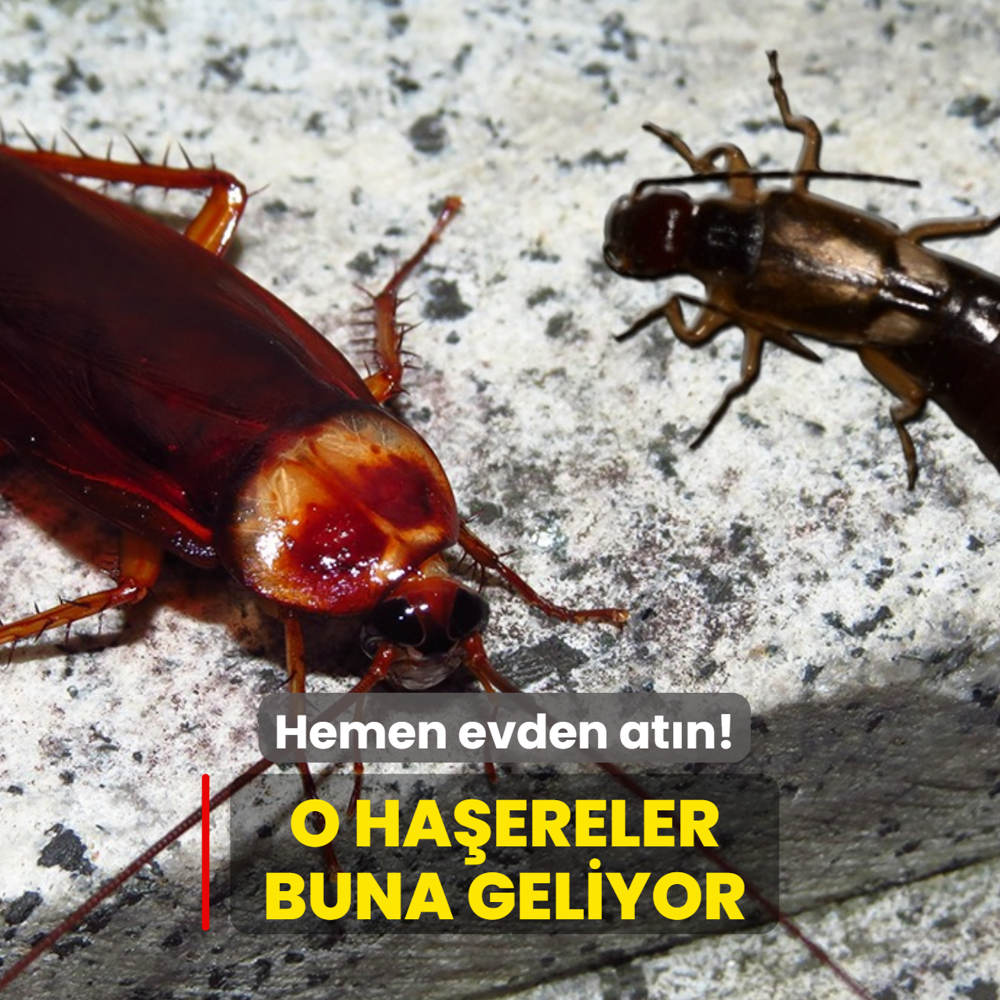 Kula�aka�an ile hamam b�cekleri buna geliyor, hemen evden at�n! Ha�erelerden kurtulman�n yolu...