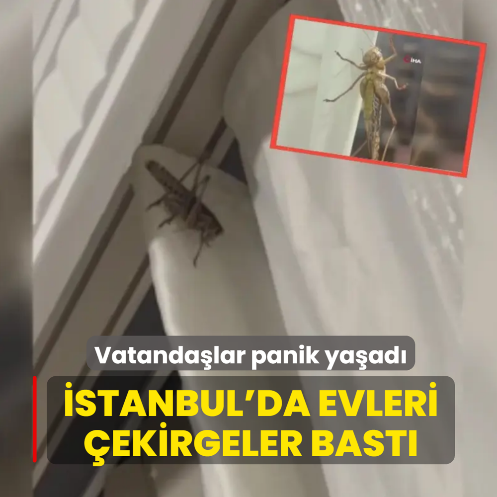 Vatanda�lar panik ya�ad�! �stanbul'da evleri �ekirgeler bast�