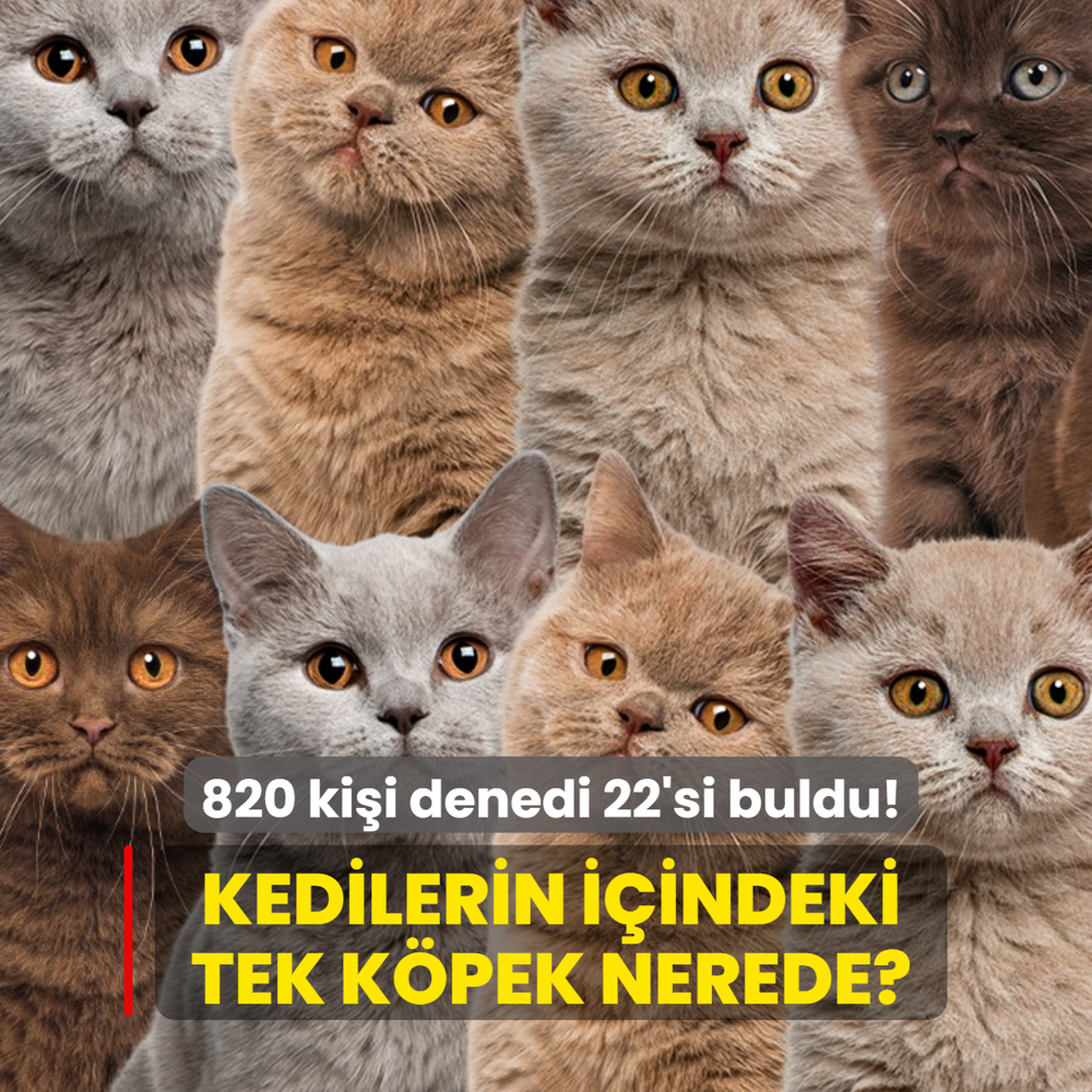 Zeka testi: Kedilerin i?inde gizlenen tek k?pek nerede? 820 ki?i ??zmeyi denedi 