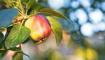 Ba��rsaklar� kalaylayan 3 meyve: Kab�zl��� sonland�r�yor