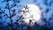 Astrolog �zlem Recep'ten 15 g�n etkili Yay Dolunay� yorumu: 12 bur� i�in a�k, kariyer ve para m�jdesi