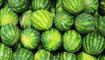 Susuzlu�a iyi gelen yaz meyvesi! V�cudu serinletiyor, s�v� kayb�n� azalt�yor