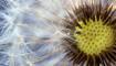 Kimse y�z�ne bakm�yor: Yol kenar�nda bile yeti�iyor! Diyabetlilerin kurtar�c�s�