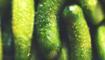 Kan �ekerine m�dahale eden sebze: G�nde bir tane t�keten...