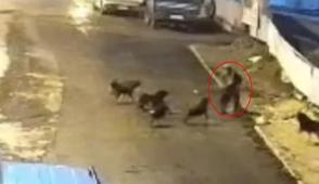 Teravih d�n��� deh�eti ya�ad�: Ba��bo� k�peklerle b�yle m�cadele etti