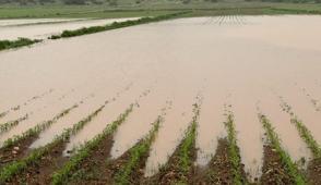 Sa�anak tar�m arazilerini vurdu: 5 k�y sular alt�nda