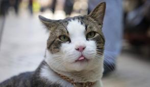 A��r yaral� halde hayata tutunmu�tu: Esnaf�n g�z bebe�i oldu