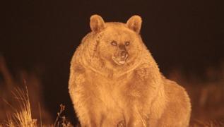 Boz ayıların göç ettiği ilk kez Sarıkamış'ta ortaya çıktı