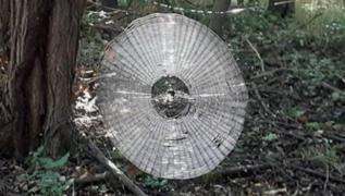 Missouri ormanında insan boyutunda örümcek ağı bulundu