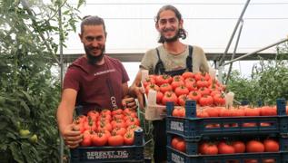 Üniversiteden sonra çiftçilik hayalinin peşinden gittiler! İlk yılda 45 ton domates yetiştirdiler