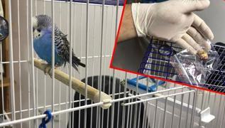 Muhabbet kuşundan ağırlığının üçte biri oranında tümör alındı