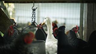 Japonya'da kuş gribi alarmı: 143 bini itlaf edilecek