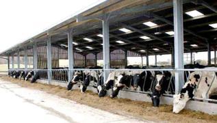 Balıkesir'de süt besi çiftliği icradan satılıyor!