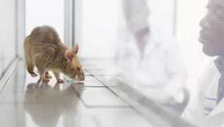 Yüzde 80 doğru sonuç veriyor... Hastalığı farelere koklatarak tespit ediyorlar!