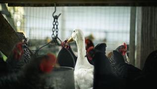 Fransa'da kuş gribi salgını: Kümes hayvanları itlaf edilecek