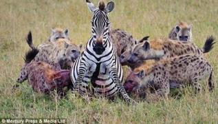 Doğum yapan zebrayı canlı canlı yediler! İşte o dehşet anları