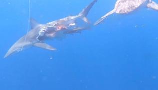 Zombi köpek balığı... Yarısı yenmiş olmasına rağmen avlanmaya devam etti