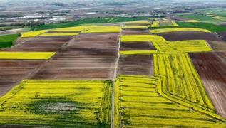 Türkiye'nin yağlık ayçiçeği ihtiyacının yüzde 50'sini karşılayan Trakya'da, ayçiçeği ekim alanı gittikçe artıyor