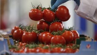 Avrupalı tüccarlar Türk domatesinin peşine düştü