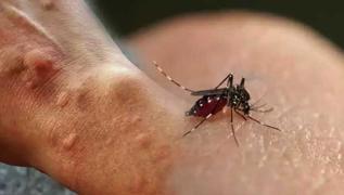 'Asya kaplan sivrisineine' kar plastik atk uyars