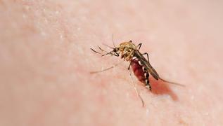 Sivrisinek kantsn geirebilen en basit 2 yntem! Meer zm bu kadar basitmi
