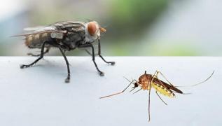 Sivrisinek ve karasineklerden kurtulmann yollar! Meer o bceklerden kurtulmak bu kadar basitmi...