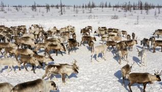 Rusya Norve'ten 4 milyon dolar talep ediyor: Sebep ren geyikleri