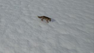 Karda yiyecek arayan tilki, dron kamerasna takld! O anlar saniye saniye grntlendi