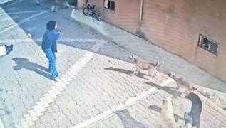 Babo kpekler kz renciye saldrd