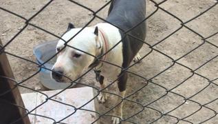Yal kadnn baca kesilmiti: skdar'da pitbull dehetinin cezas belli oldu