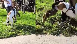 Azlksz gezdirilen pitbull dehet sat!