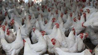 Japonya'da ku gribi alarm: Binlerce tavuk itlaf edilecek