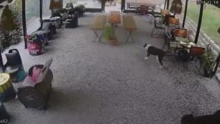 stanbul'da pitbull deheti... 'nce bana sonra kpeime saldrd'