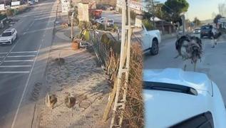 Deve kular firarda! Grntler stanbul'dan: Mahalleyi birbirine kattlar