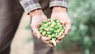 Zeytin ve zeytinyanda ab destekli kmelenme